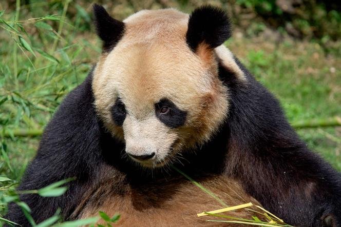 Golden panda casino, golden panda login